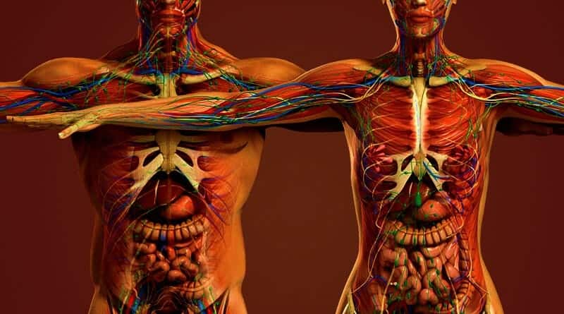 Biological Makeup Of The Human Body | Saubhaya Makeup