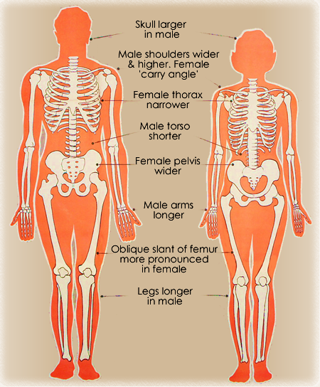 Differences Between Male And Female Skeletons Heads And Muscles