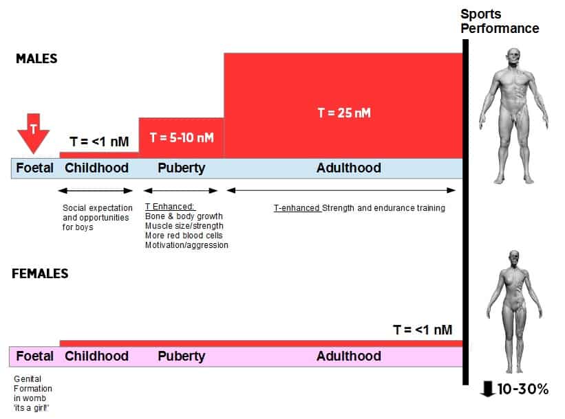 Testosterone boosts women's athletic performance, study shows, Science